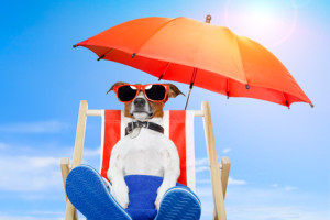 dog sunbathing on a deck chair